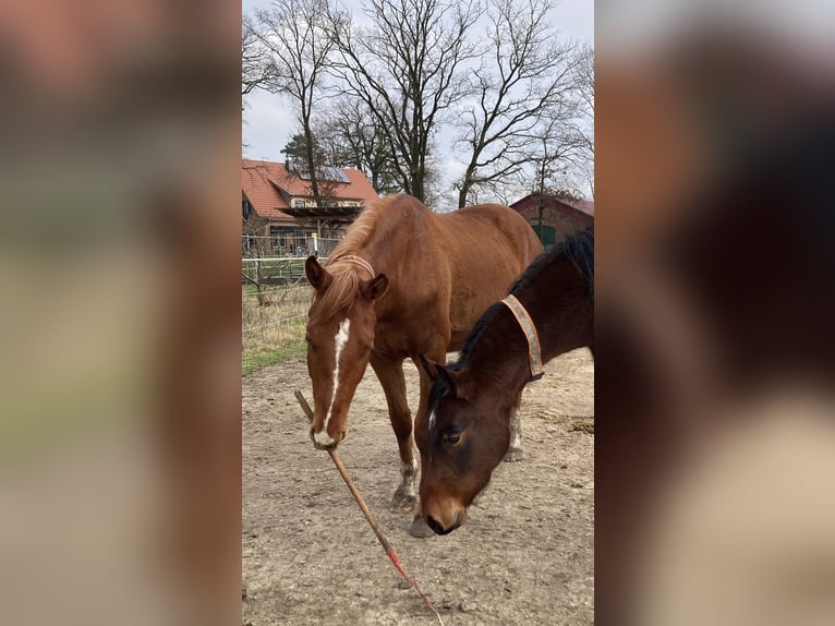 Hannoveraner Wallach 4 Jahre 170 cm Brauner in Neuenkirchen