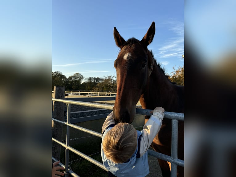Hannoveraner Wallach 4 Jahre 170 cm Brauner in Neuenkirchen