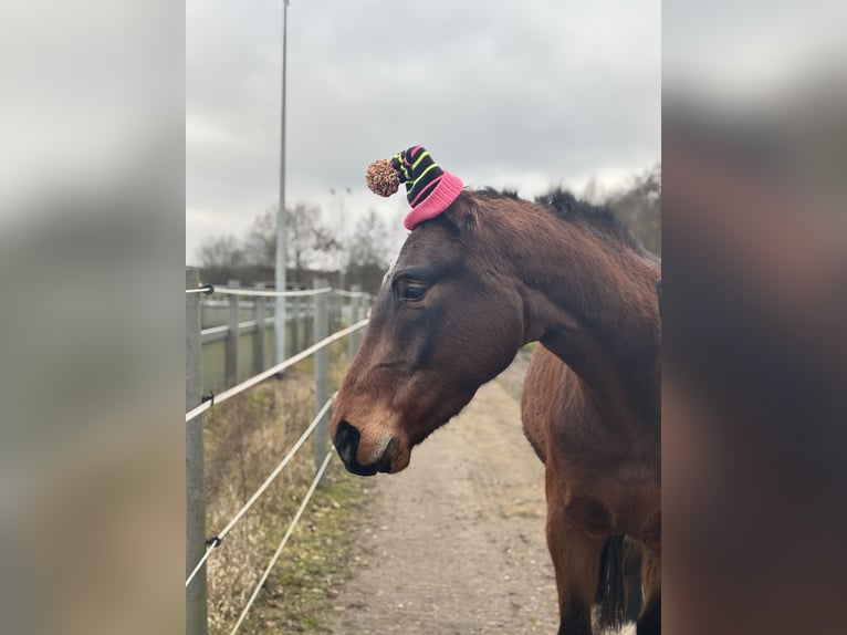 Hannoveraner Wallach 4 Jahre 170 cm Brauner in Neuenkirchen