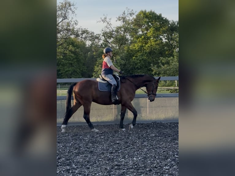 Hannoveraner Wallach 4 Jahre 170 cm Brauner in Neuenkirchen