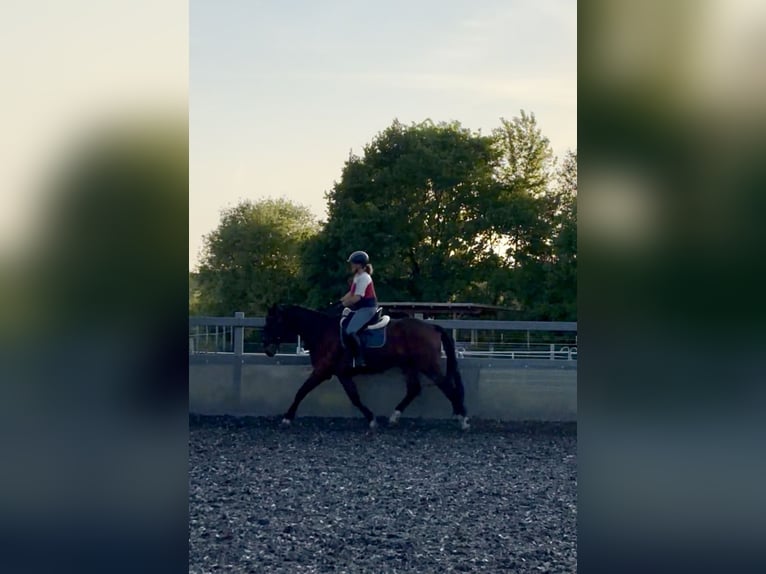 Hannoveraner Wallach 4 Jahre 170 cm Brauner in Neuenkirchen