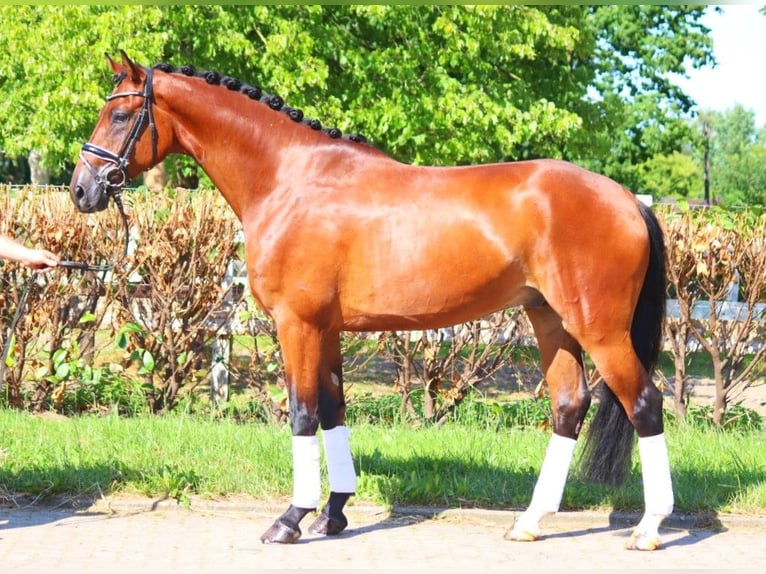 Hannoveraner Wallach 4 Jahre 170 cm Brauner in Selsingen