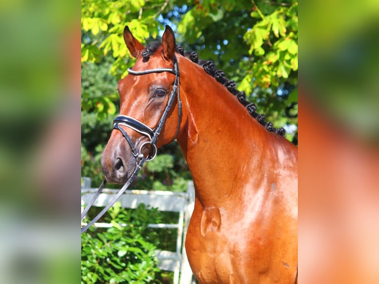 Hannoveraner Wallach 4 Jahre 170 cm Brauner in Selsingen