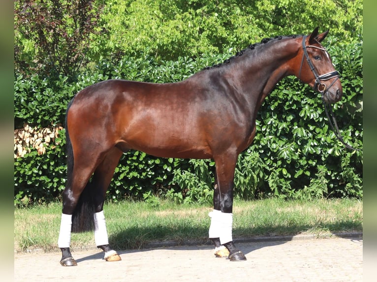 Hannoveraner Wallach 4 Jahre 170 cm Brauner in Selsingen