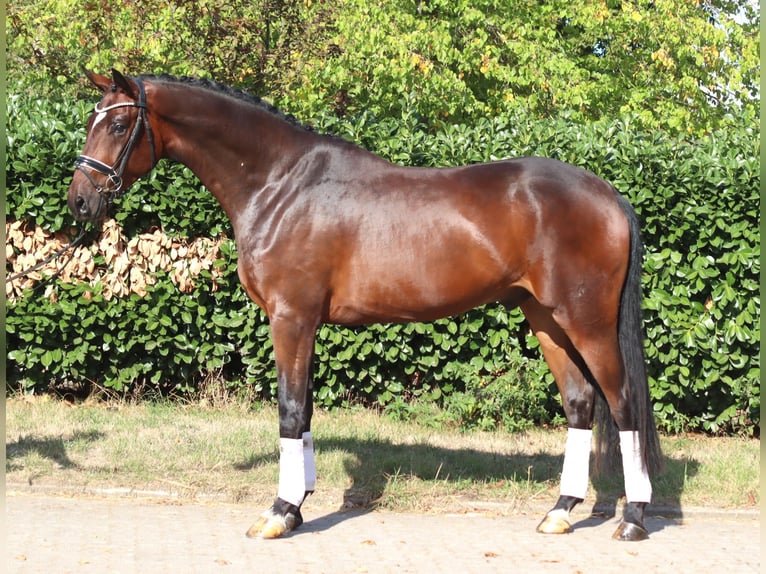 Hannoveraner Wallach 4 Jahre 170 cm Brauner in Selsingen