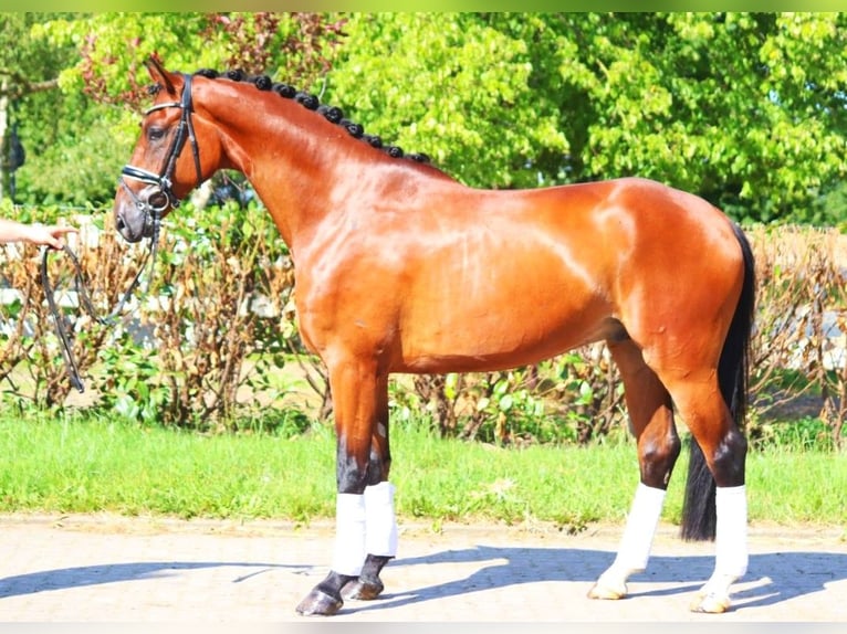 Hannoveraner Wallach 4 Jahre 170 cm Brauner in Selsingen