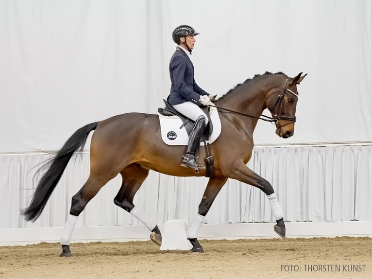 Hannoveraner Wallach 4 Jahre 170 cm Brauner in Verden