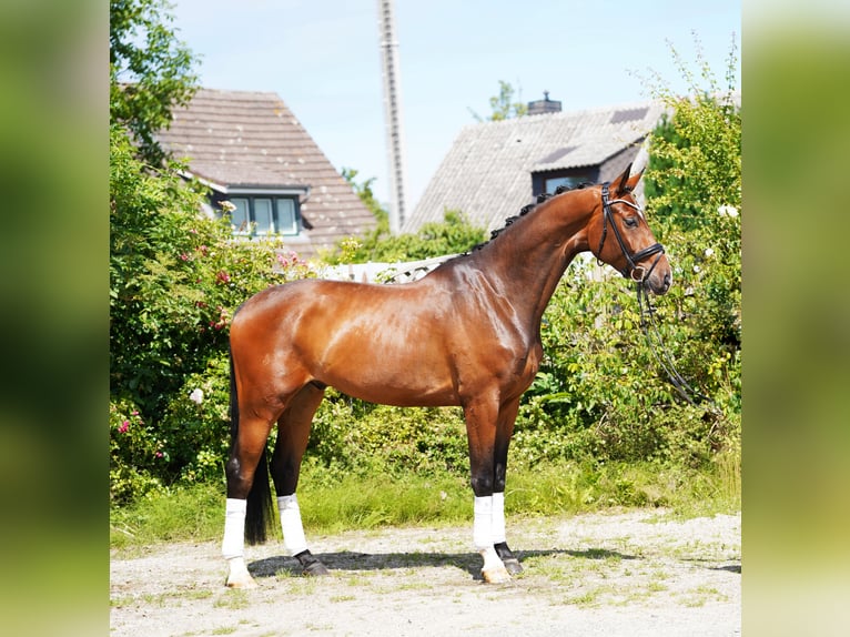 Hannoveraner Wallach 4 Jahre 170 cm Brauner in Hohenfelde