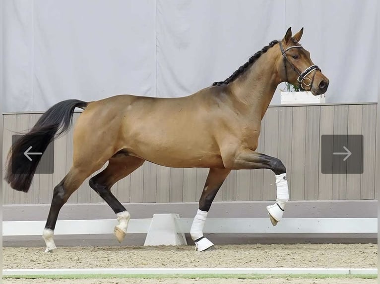 Hannoveraner Wallach 4 Jahre 170 cm Brauner in Bad Endorf