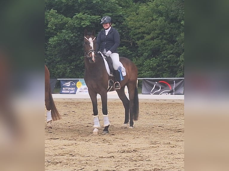 Hannoveraner Wallach 4 Jahre 170 cm Brauner in Münzenberg