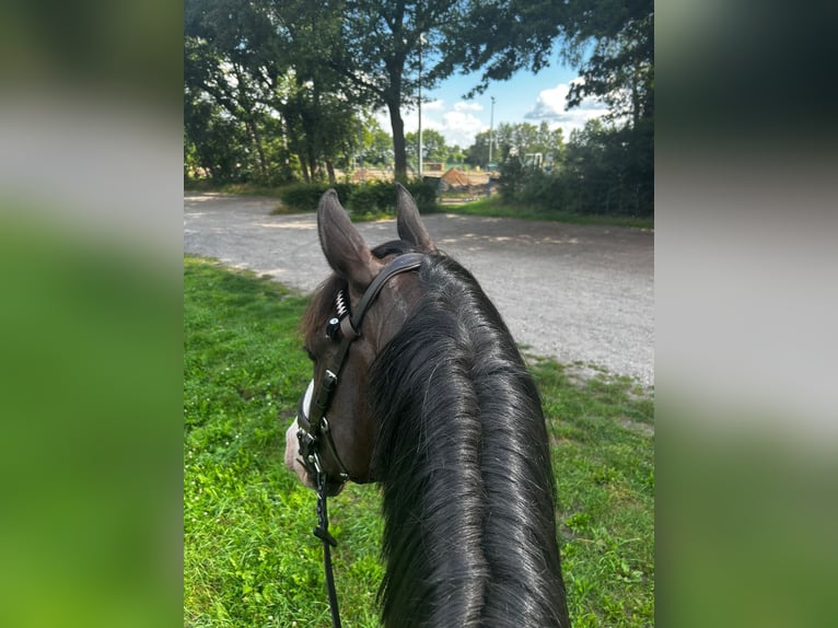 Hannoveraner Wallach 4 Jahre 170 cm Brauner in Grasberg