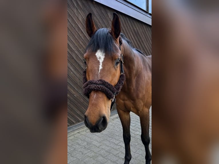 Hannoveraner Wallach 4 Jahre 170 cm Brauner in Neetze