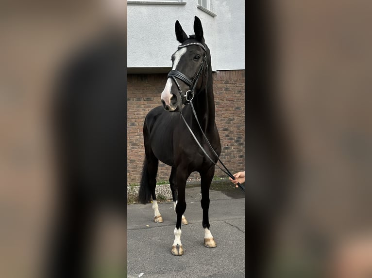 Hannoveraner Wallach 4 Jahre 170 cm in Niederkassel