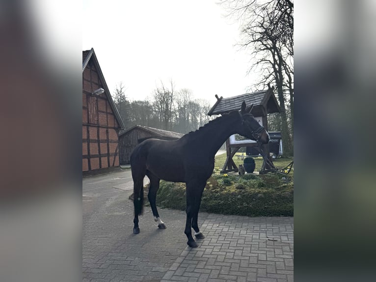 Hannoveraner Wallach 4 Jahre 170 cm Dunkelbrauner in Borstel