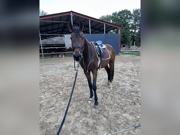 Hannoveraner Wallach 4 Jahre 170 cm Dunkelbrauner in Grasberg