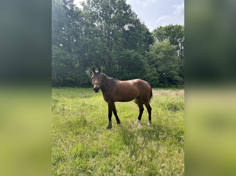 Hannoveraner Wallach 4 Jahre 170 cm Dunkelbrauner in Grasberg
