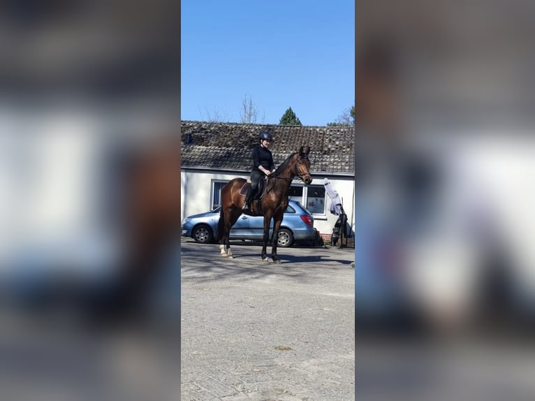 Hannoveraner Wallach 4 Jahre 170 cm Dunkelbrauner in Grasberg