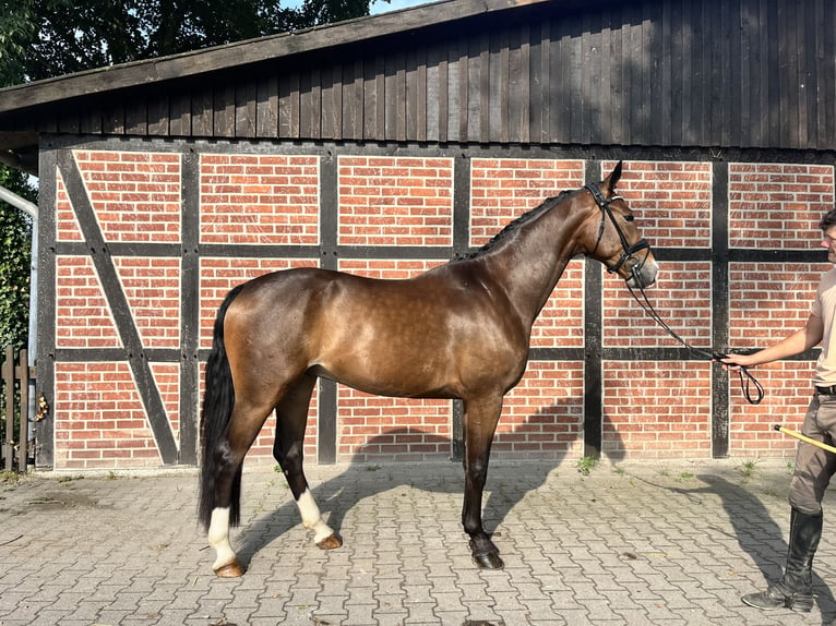 Hannoveraner Wallach 4 Jahre 170 cm Dunkelbrauner in Telgte