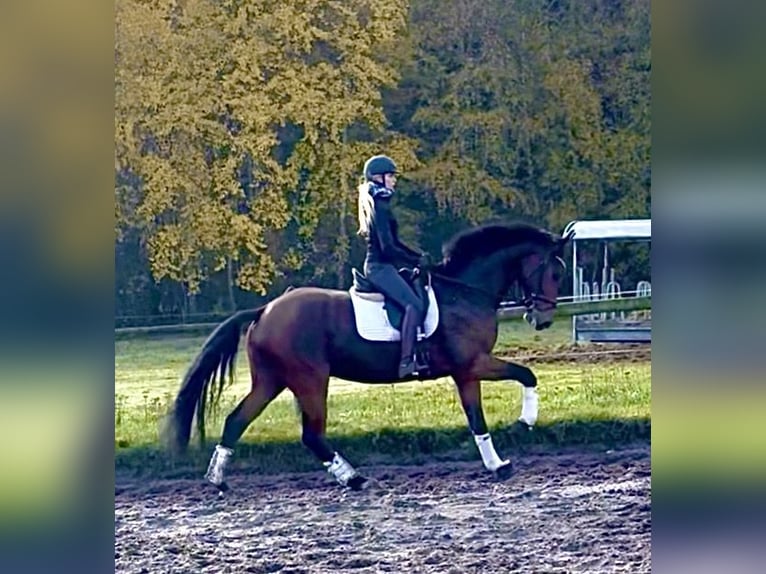 Hannoveraner Wallach 4 Jahre 170 cm Dunkelbrauner in Kirchlinteln