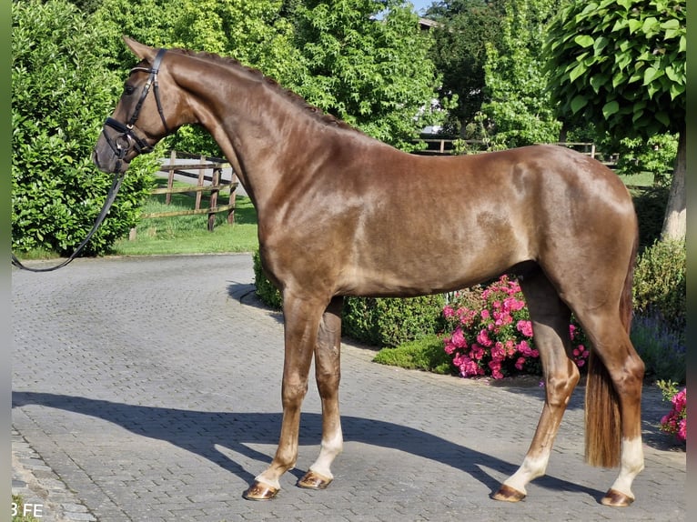 Hannoveraner Wallach 4 Jahre 170 cm Dunkelfuchs in Ostercappeln
