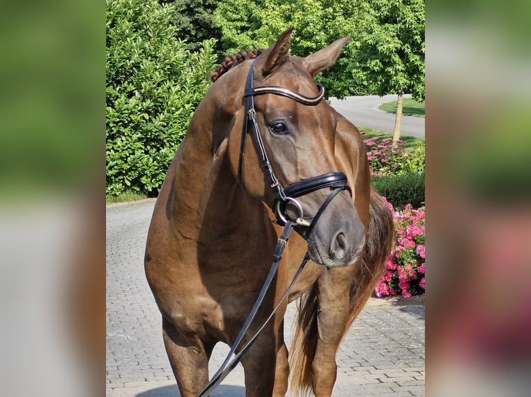 Hannoveraner Wallach 4 Jahre 170 cm Dunkelfuchs in Ostercappeln
