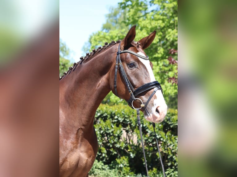 Hannoveraner Wallach 4 Jahre 170 cm Dunkelfuchs in Selsingen