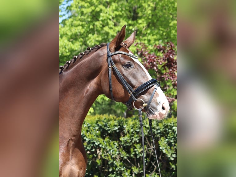 Hannoveraner Wallach 4 Jahre 170 cm Dunkelfuchs in Selsingen