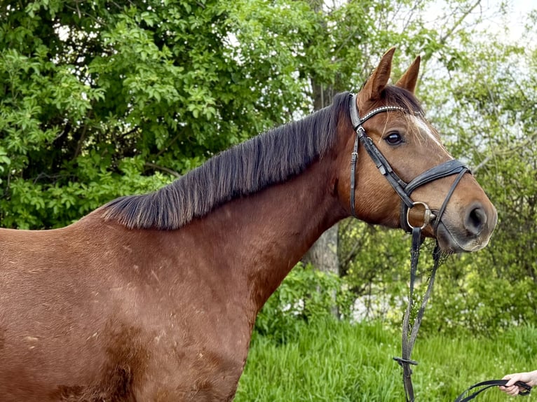 Hannoveraner Wallach 4 Jahre 170 cm Dunkelfuchs in Grevenbroich