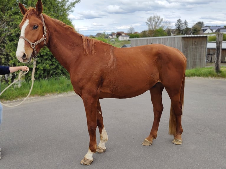 Hannoveraner Wallach 4 Jahre 170 cm Fuchs in Altenkirchen