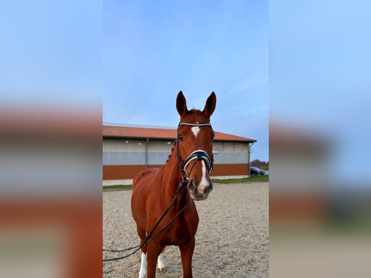 Hannoveraner Wallach 4 Jahre 170 cm Fuchs in Frelsdorf