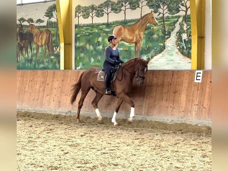 Hannoveraner Wallach 4 Jahre 170 cm Fuchs in Rees