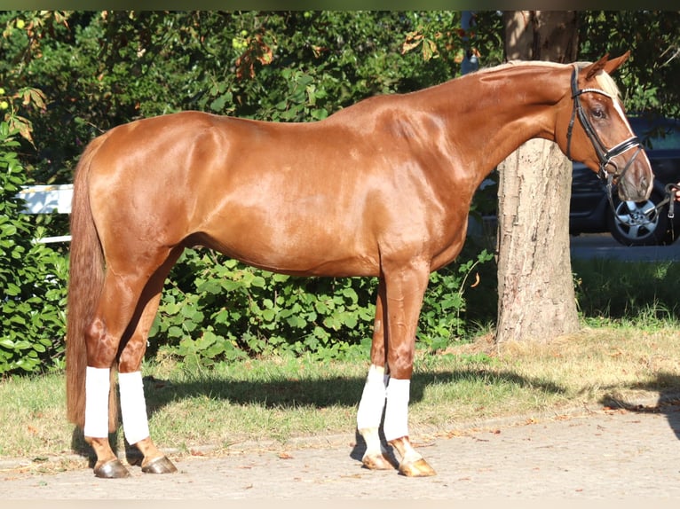 Hannoveraner Wallach 4 Jahre 170 cm Fuchs in Selsingen