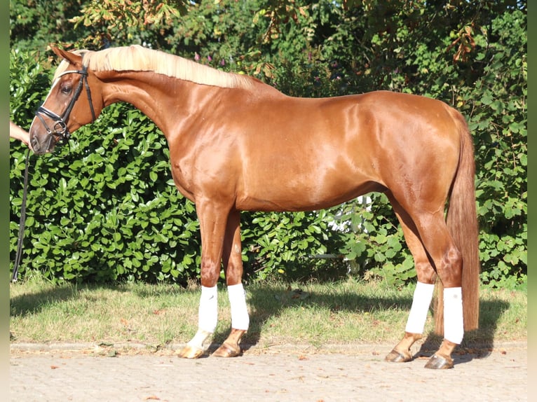 Hannoveraner Wallach 4 Jahre 170 cm Fuchs in Selsingen