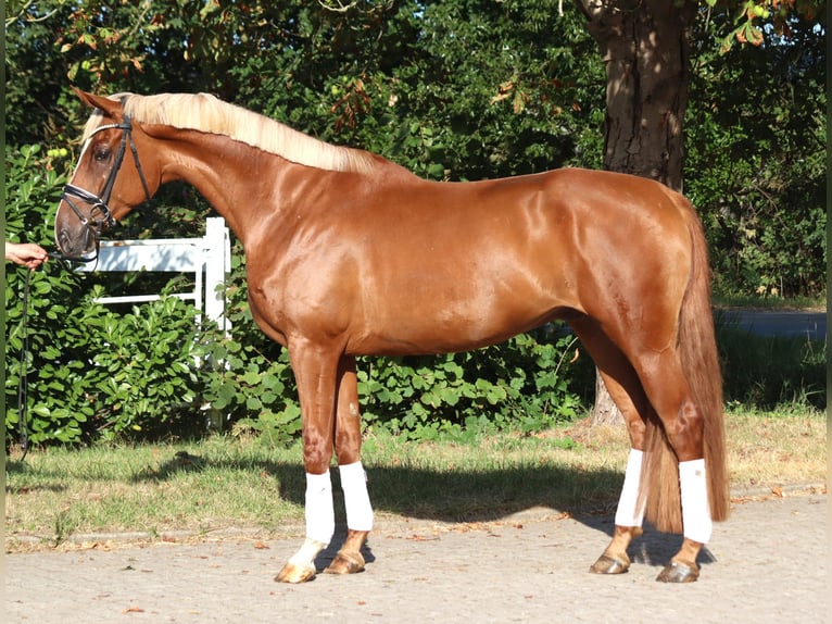 Hannoveraner Wallach 4 Jahre 170 cm Fuchs in Selsingen