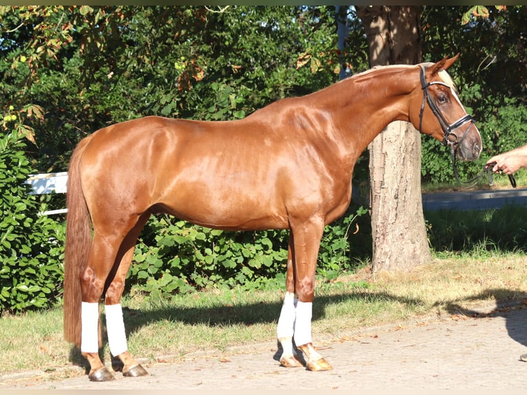 Hannoveraner Wallach 4 Jahre 170 cm Fuchs in Selsingen