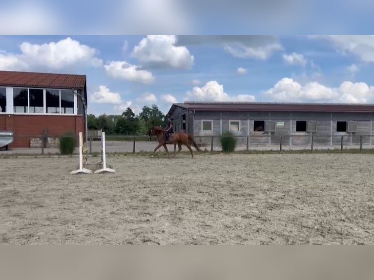 Hannoveraner Wallach 4 Jahre 170 cm Fuchs in Rinteln