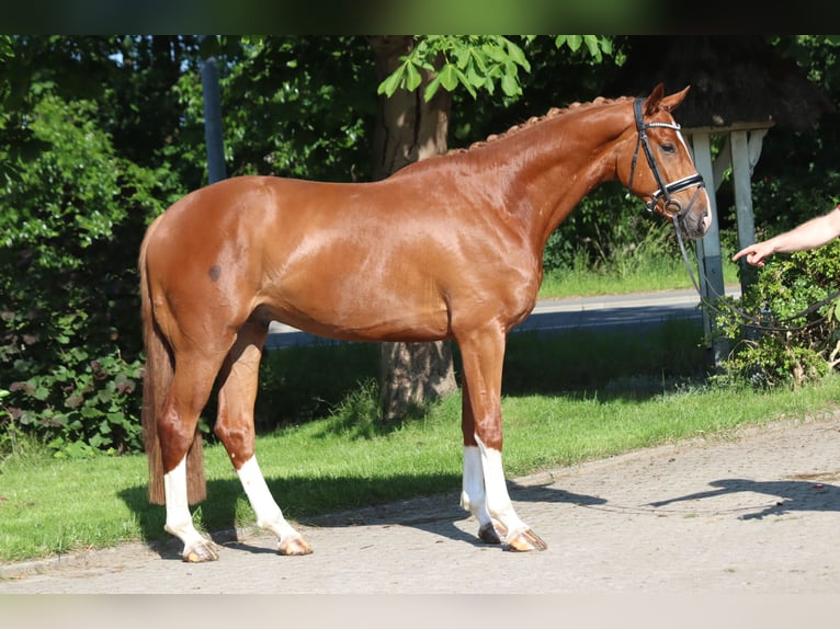 Hannoveraner Wallach 4 Jahre 170 cm Fuchs in Selsingen