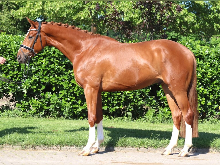 Hannoveraner Wallach 4 Jahre 170 cm Fuchs in Selsingen