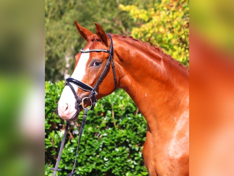 Hannoveraner Wallach 4 Jahre 170 cm Fuchs in Selsingen