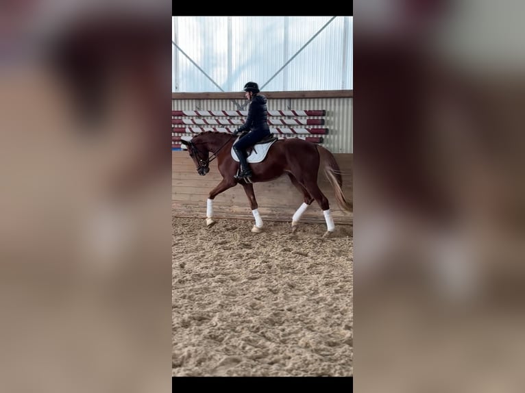 Hannoveraner Wallach 4 Jahre 170 cm Fuchs in Oettingen in Bayern