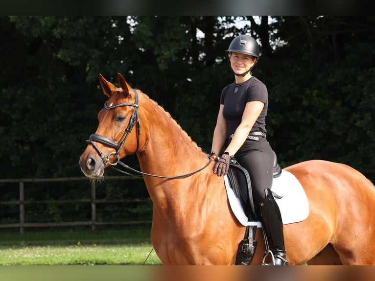 Hannoveraner Wallach 4 Jahre 170 cm Fuchs in Winsen (Aller)
