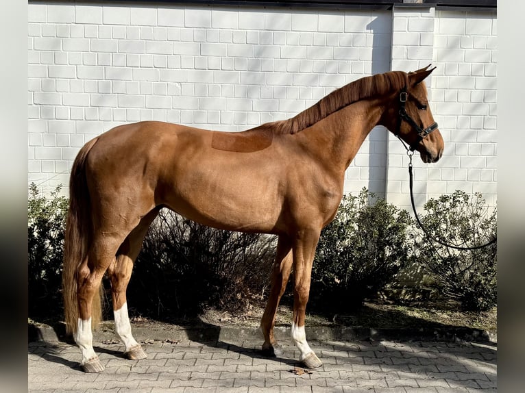 Hannoveraner Wallach 4 Jahre 170 cm Fuchs in Winsen (Aller)
