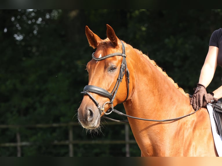Hannoveraner Wallach 4 Jahre 170 cm Fuchs in Winsen (Aller)
