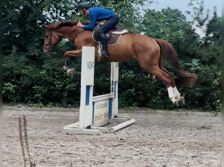 Hannoveraner Wallach 4 Jahre 170 cm Fuchs in Sottrum