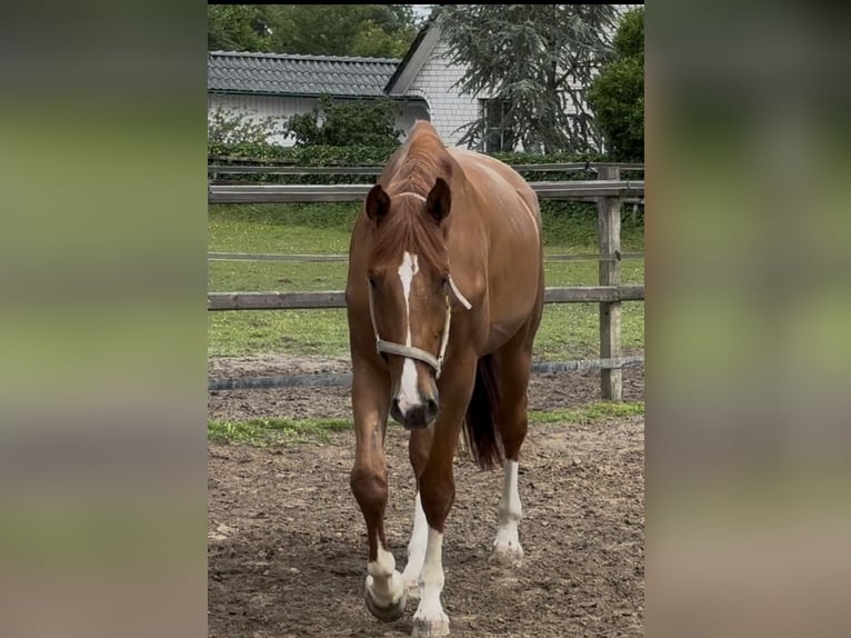 Hannoveraner Wallach 4 Jahre 170 cm Fuchs in Sottrum