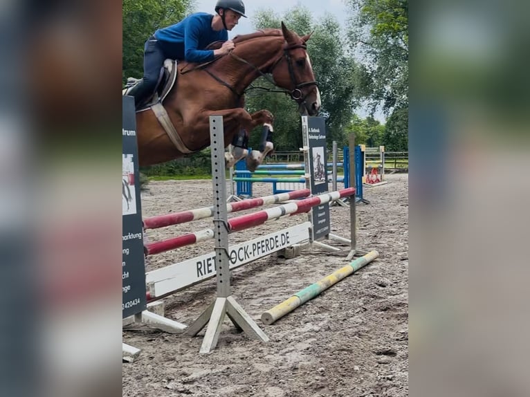 Hannoveraner Wallach 4 Jahre 170 cm Fuchs in Sottrum