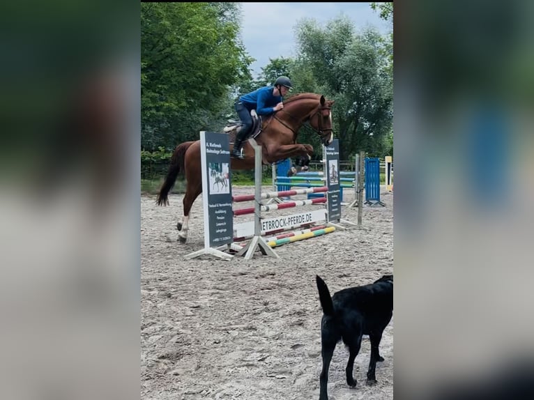 Hannoveraner Wallach 4 Jahre 170 cm Fuchs in Sottrum