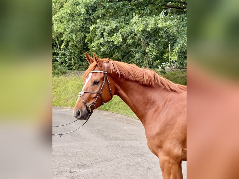 Hannoveraner Wallach 4 Jahre 170 cm Fuchs in Neumünster