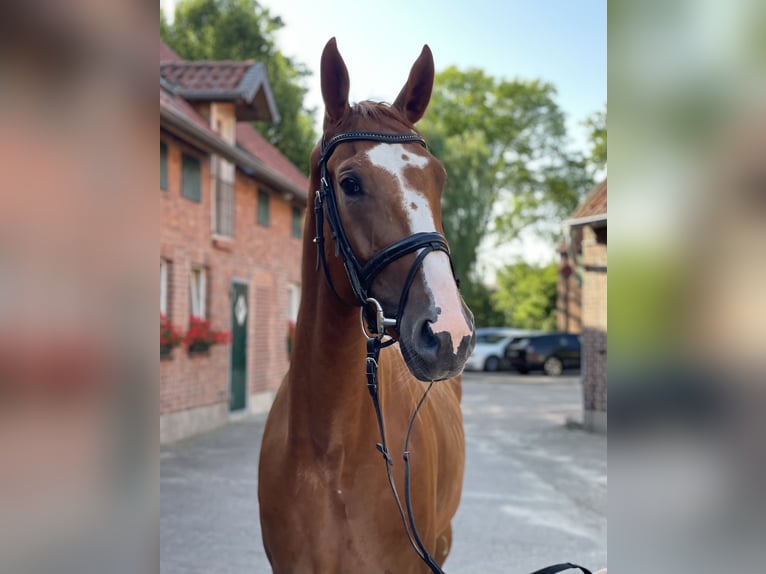 Hannoveraner Wallach 4 Jahre 170 cm Fuchs in Wahrenholz
