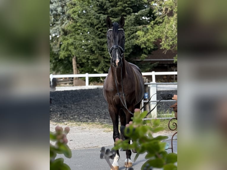 Hannoveraner Wallach 4 Jahre 170 cm Rappe in Braunschweig